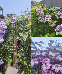 40ƽ¶̨Ȼ԰糵ٲ̫׳