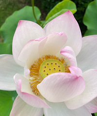 ��Ҷ��ȹһɫ�ã������µĺɻ�����