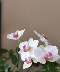 ����Ŀ����Ǻ���������