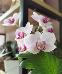 ����Ŀ����Ǻ���������