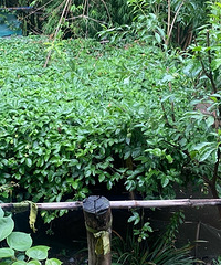 ��������޻�����ӥ���Ҷ������˹���������ˮ������յ�һ��