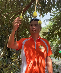 国产榴莲即将上市,实现“榴莲自由”还远吗?