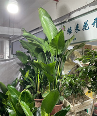 北滨路空中“森林”完成,勒是我最喜欢的地方