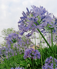 �������Ļ�����黨���齵�٣���ӭ�����������źӹ�԰��