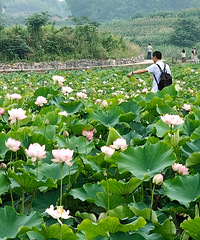 ���ɻ�������ȥ��Ұӻ�����ӡ�