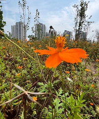 ƼһʺԼĵطɽ԰ٻãԴ