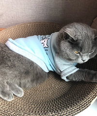 95��165CM�Ļ�ʿ�������飬��ϲ��̫�ֵ�����