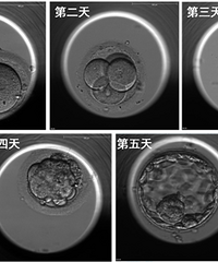 �Թ���ֲר�����У�ʲô������̥�ŽС�����̥����