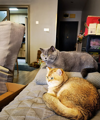 关于我在养猫这条路上愈走越远的故事………