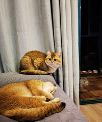 关于我在养猫这条路上愈走越远的故事………