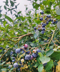 ����ʵ������ݮ���ɡ�