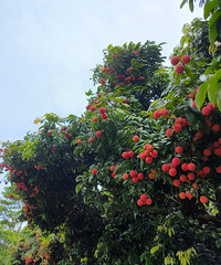 ���ѱ��ϣ�����ڷ���3����֦