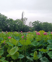 ����Ϫ��԰�ɻ�����