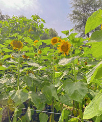 ������Ƽ���԰��԰�����տ�����