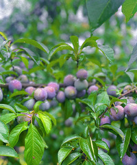 ��������һ���ι��ԣ�ժ������ݮ��ҰĢ��,��������أ�