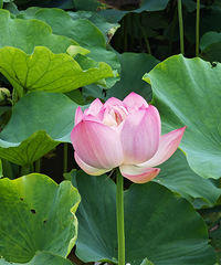 �����ζ����͵�ĵ�С�����