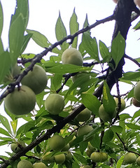 ����ȥ�̼�ժ��������