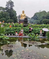 端午,华岩寺荷塘,是值得一看的