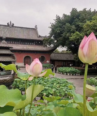 端午,华岩寺荷塘,是值得一看的