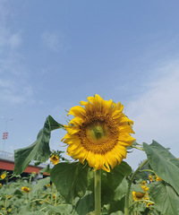 ���Ͽ����տ���ˣ��ͯ��԰����ȥ˫��������ܱ�������