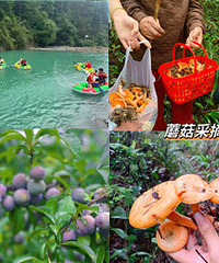 市内一日游,摘李子蓝莓采野蘑菇,耍事多