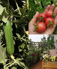 Ľ԰С̨ҲֲˣСѳó