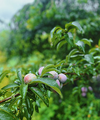 ��ժ���Եķ�����ӣ�����ʮ��