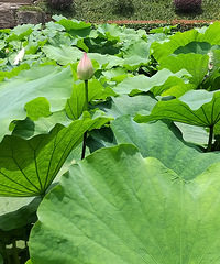 �����µĺɻ���������ѵĺɻ�ʥ�أ���Υ��