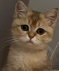 ʼ����ֵ���ڲŻ�������Ʒ