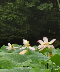 ÿ�궼Ҫȥ�����¿��ɻ���������������