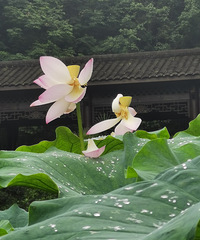 ÿ�궼Ҫȥ�����¿��ɻ���������������