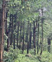 ��ĩͽ��С�����أ����ɭ�֡���ţ���ٲ�