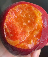 黑桃油桃黄桃 好吃的都在这里