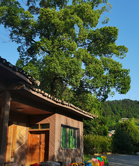 ������ɫ