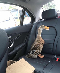 ������ҳ������������Ļ������������˶���Ĭ�ˡ�