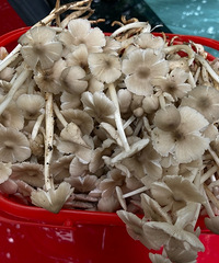 ��һ�γ���ʽ��Ģ��������ɽƺɽ��Ұ��