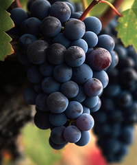 ���ո������Ѳ�ժ�������ˣ�