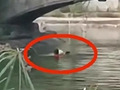 8岁女孩救人遇难