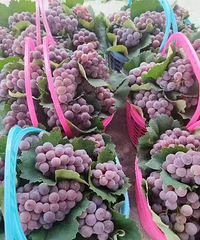 ��û��С�������ѵģ�����԰��