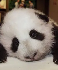 ��ѻ�ǰ��Ĵ�����ˣ�Ϊ�˴���������飬���Ų�ͬ��