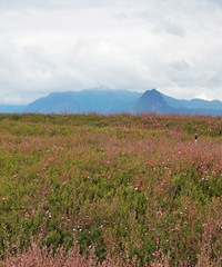 Ц�ڴ�������գ�������Ҷ���ߺڡ��������긧�ɺ���������·;