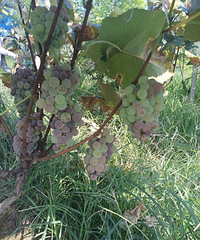 86��158CM��С������飬�Է�����δ��Կ�