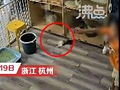 小男孩摔宠物店奶猫