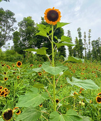 87��160CMҽԺ�ϰ����ӪС������飬�����߱��޴�