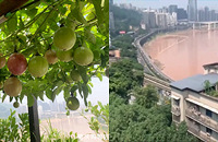 Сݶ԰DIY߳԰߿촩¥