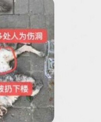成都17岁少年虐猫,太残忍了