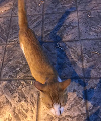 �ظ������������