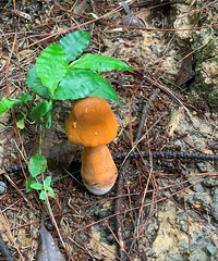 ������ʺ�ȥɽ��ժĢ����