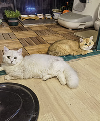又该到刷新我家猪咪们的日子了,糖仔、胖仔、辛巴、糖糖、三胖