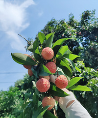 ��ժ�Ͻ�������֦�����̣���ζʮ��